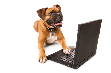 dog with a laptop