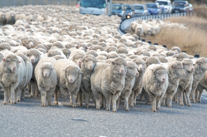 traffic jam with sheep