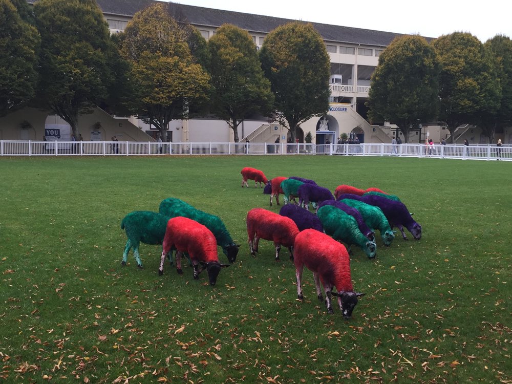 Sheep dyed in the web summit colours at Dublin's RDS