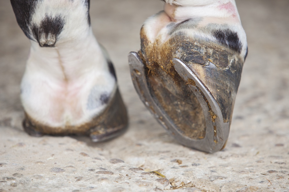 Detailed View Of Horse Foot Hoof Outside Stables