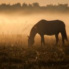 A New Dawn for the Internet. The IANA Transition Proceeds and the World Hasn’t Ended. Horse silhouette on a background of dawn. Horse grazes, walks on the field