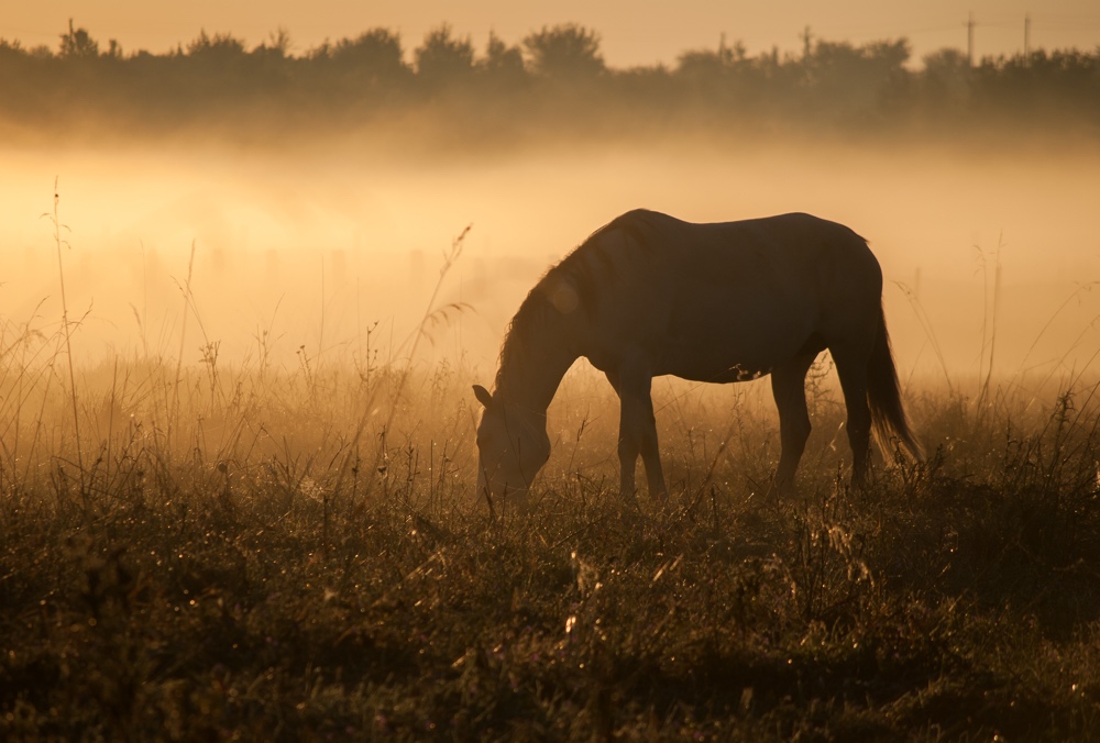 Horse silhouette on a background of dawn. Horse grazes, walks on the field