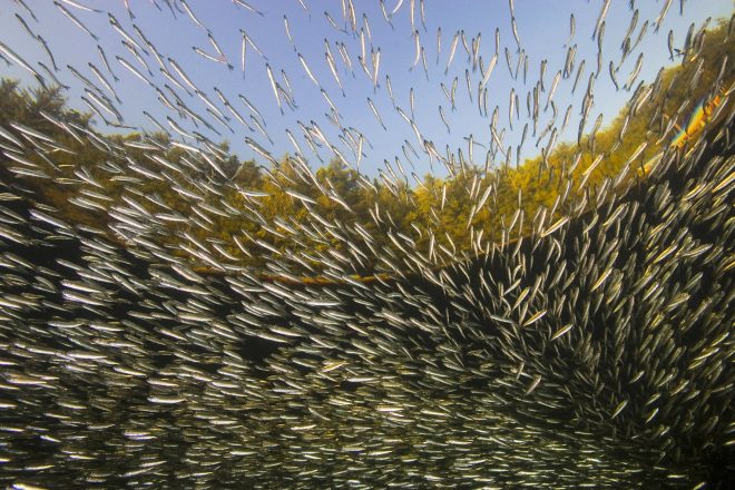 During Autumn, young Pacific Herring gather in a bay to rest from the strong currents at Gods Pocket Resort. This area, off the North end of Vancouver Island has some of the strongest currents in the world, with speeds up to 25 kilometres per hour.