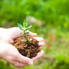 Nurture Your Online Presence With a FREE .COM or .IE Domain Name* Female hands holding young plant in hands against spring green background. Ecology concept. Earth Day. April