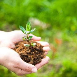 Nurture Your Online Presence With a FREE .COM or .IE Domain Name* Female hands holding young plant in hands against spring green background. Ecology concept. Earth Day. April