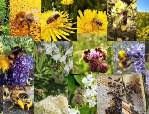 Community, Sustainability, and Bees: Vote for Your Favourite Beekeeping Photo