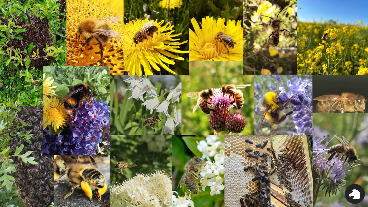 Carlow Bee Association Competition